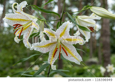 初夏森林裡盛開的白山百合 116396949