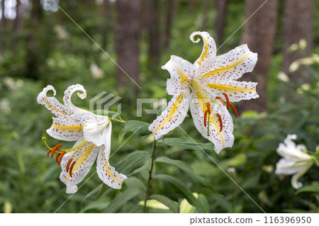 初夏森林裡盛開的白山百合 初夏森林裡盛開的白山百合 116396950