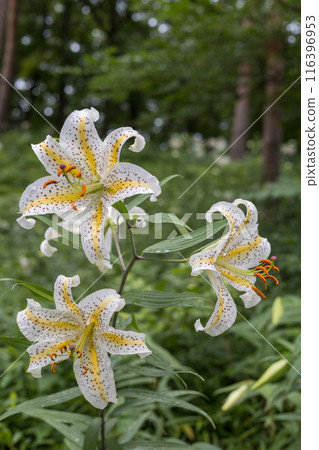 初夏森林裡盛開的白山百合 初夏森林裡盛開的白山百合 116396953