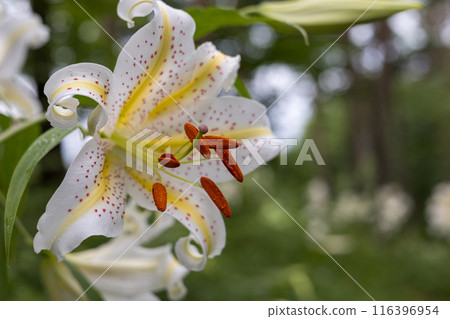 White mountain lilies blooming in the early summer forest White mountain lilies blooming in the early summer forest 116396954
