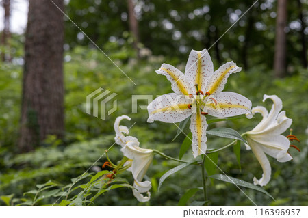 White mountain lilies blooming in the early summer forest White mountain lilies blooming in the early summer forest 116396957