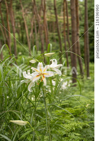 初夏森林裡盛開的白山百合 初夏森林裡盛開的白山百合 116396960