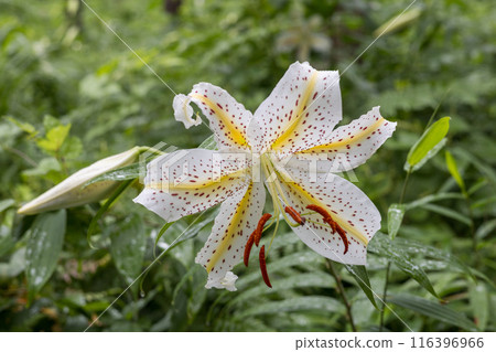 White mountain lilies blooming in the early summer forest White mountain lilies blooming in the early summer forest 116396966