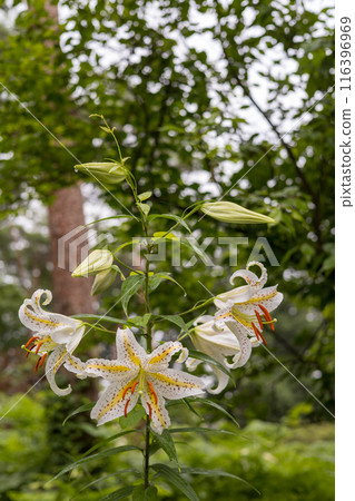 White mountain lilies blooming in the early summer forest White mountain lilies blooming in the early summer forest 116396969