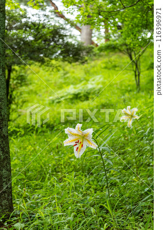 初夏森林裡盛開的白山百合 116396971