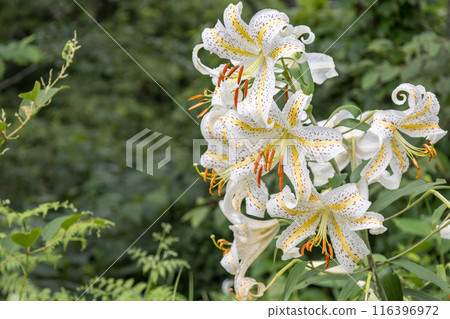 初夏森林裡盛開的白山百合 116396972