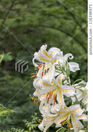 初夏森林裡盛開的白山百合 116396973