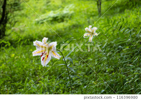 初夏森林裡盛開的白山百合 初夏森林裡盛開的白山百合 116396980