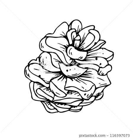 Pine cone. Line art is a simple hand-drawn illustration in black and white ink. Isolated vector EPS object. 116397073