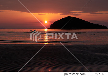 香川縣三豐市,一隻蒼鷺在夕陽西下的海灘上擺姿勢 香川縣三豐市,一隻蒼鷺在夕陽西下的海灘上擺姿勢 116397160