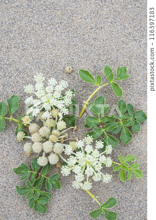 Spring in the Tottori Sand Dunes and Sand Dune Plants Tottori Prefecture Tottori Sand Dunes Glehnia Spring in the Tottori Sand Dunes and Sand Dune Plants Tottori Prefecture Tottori Sand Dunes Glehnia 116397183