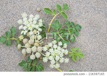 Spring in the Tottori Sand Dunes and Sand Dune Plants Tottori Prefecture Tottori Sand Dunes Glehnia Spring in the Tottori Sand Dunes and Sand Dune Plants Tottori Prefecture Tottori Sand Dunes Glehnia 116397185
