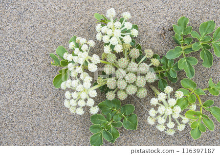 Spring in the Tottori Sand Dunes and Sand Dune Plants Tottori Prefecture Tottori Sand Dunes Glehnia Spring in the Tottori Sand Dunes and Sand Dune Plants Tottori Prefecture Tottori Sand Dunes Glehnia 116397187