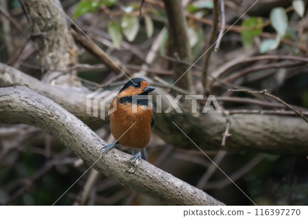 奧斯頓山雀棲息在樹枝上 116397270
