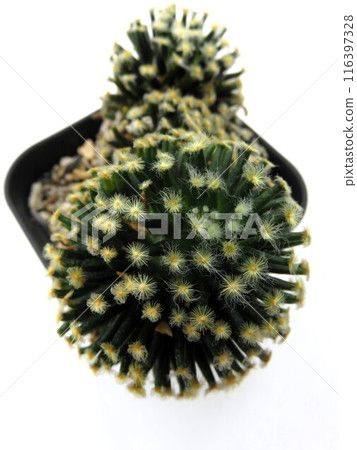 黑皮膚明誠 116397328