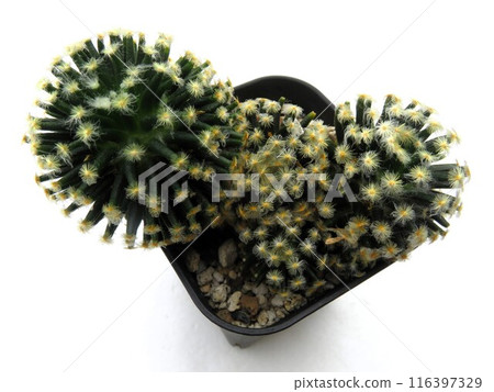 黑皮膚明誠 黑皮膚明誠 116397329