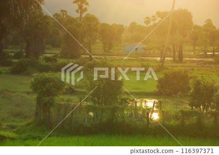 A peaceful summer sunrise over green rice fields and palm trees, with golden sunlight casting a serene glow over the rural landscape of Kampot, Cambodia A peaceful summer sunrise over green rice fields and palm trees, with golden sunlight casting a serene glow over the rural landscape of Kampot, Cambodia 116397371