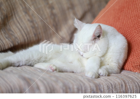 White cat sleeping on the sofa in the living room at home 116397625