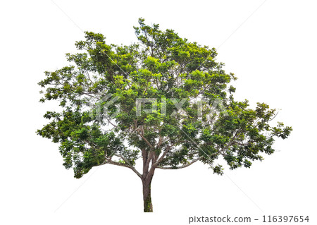 A cut-out of a tree on a white background with clipping paths. 116397654