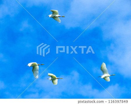 Four Little Egrets in Flight Four Little Egrets in Flight 116397849