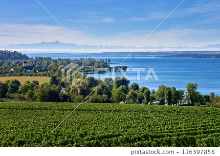 Bodensee Panorama: Alps on the Horizon, Vineyards, and Pastoral Beauty. Alpine Horizon: Bodensee, Vineyards, and Quaint Villages in the German Countryside. Vineyard Vistas: Bodensee, Alpine Peaks, and Bodensee Panorama: Alps on the Horizon, Vineyards, and Pastoral Beauty. Alpine Horizon: Bodensee, Vineyards, and Quaint Villages in the German Countryside. Vineyard Vistas: Bodensee, Alpine Peaks, and 116397858