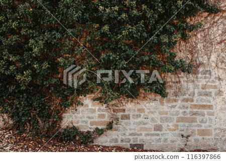 Green Vegetation On An Old Brick Wall. Ivy Beautiful Shape. Grungy Brick Wall Overgrown By Ivy Warm Tint. Brick Wall With Beautiful Green Ivy Foliage On The Side Green Vegetation On An Old Brick Wall. Ivy Beautiful Shape. Grungy Brick Wall Overgrown By Ivy Warm Tint. Brick Wall With Beautiful Green Ivy Foliage On The Side 116397866