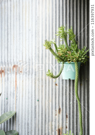 Monadenium plant in a blue on hanging on zinc metal wall Monadenium plant in a blue on hanging on zinc metal wall 116397931