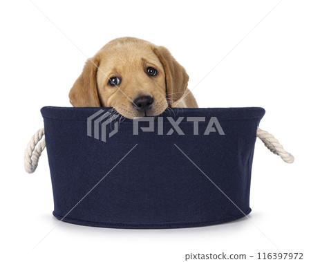 Labrador puppy on white background 116397972