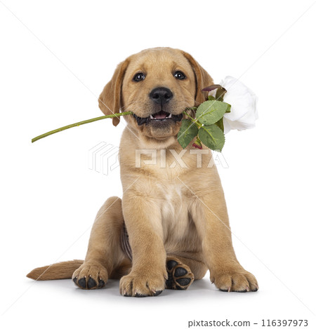 Labrador puppy on white background 116397973