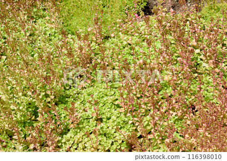 Sedum is a type of decorative moss, a genus of succulent plants of the Crassulaceae family. 116398010
