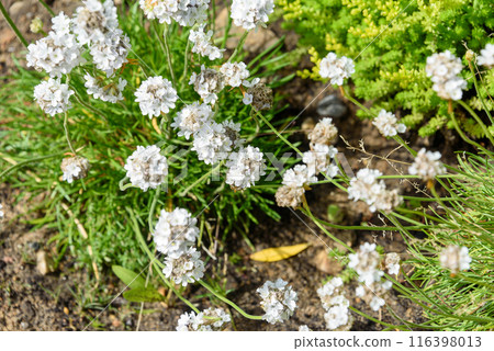 White blooming buds of Armeria flowers against a background of green grass. 116398013