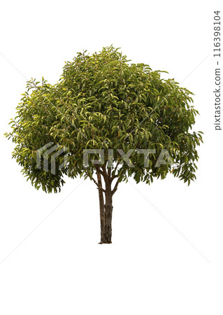 A big tree isolated on white background A big tree isolated on white background 116398104