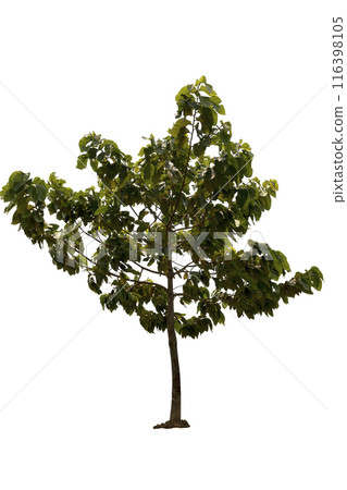 A big tree isolated on white background A big tree isolated on white background 116398105