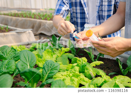 Farmers collect leaf spinach samples to analyze and assess quality in plant nursery greenhouse farm. Smart agriculture technology concept. Farmers collect leaf spinach samples to analyze and assess quality in plant nursery greenhouse farm. Smart agriculture technology concept. 116398116