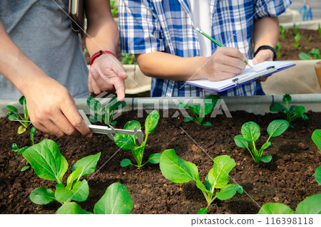 Farmers use vernier calipers to measure vegetables to track their growth in plant nursery farm. Smart agriculture technology concept. 116398118