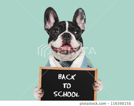 Back to school. Cute puppy and black board 116398158