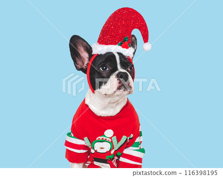 Lovable puppy and knitted sweater with Christmas patterns Lovable puppy and knitted sweater with Christmas patterns 116398195