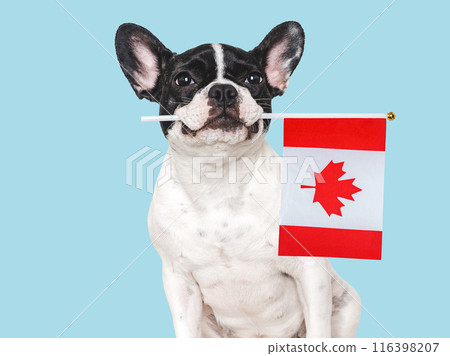 Cute puppy with Canadian Flag. Studio shot Cute puppy with Canadian Flag. Studio shot 116398207
