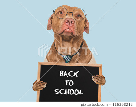Back to school. Cute dog and black board 116398212