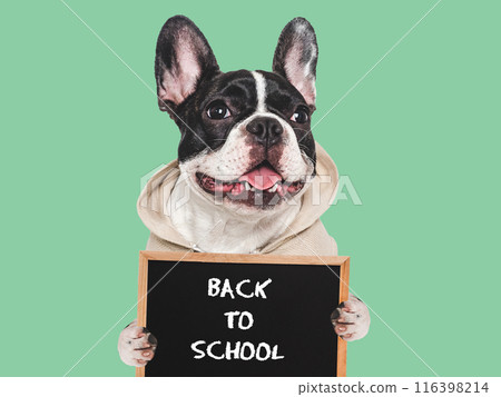 Back to school. Cute puppy and black board 116398214