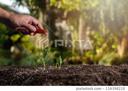 Farmer holding shovel giving granulated fertilizer to young seedling sprout plants. 116398228