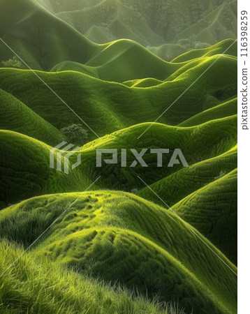 A solitary tree stands sentinel over the serene curves of the tea plantations, with the landscape's green layers whispering stories of growth and tranquility. A solitary tree stands sentinel over the serene curves of the tea plantations, with the landscape's green layers whispering stories of growth and tranquility. 116398259