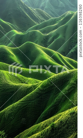 Sunbeams pierce through the verdant landscape, highlighting the rolling green waves of the tea fields. The energy of life pulses through each curve. 116398260