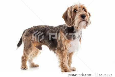 This black and tan Basset Griffon Vendeen's wiry coat and noble stance exude confidence. The dog's attentive expression suggests intelligence and curiosity. 116398297