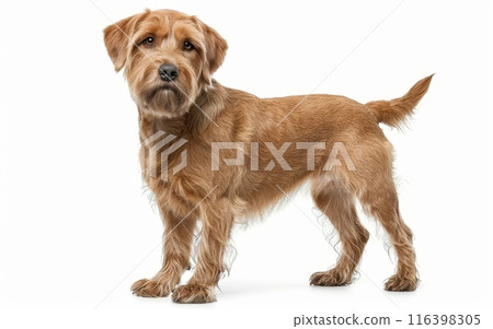 A Basset Fauve de Bretagne captured in profile, its inquisitive eyes and perked ears suggesting a keen interest in its surroundings. The golden coat of the dog gleams on the clear background. 116398305