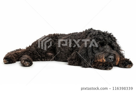 A black Barbet dog exudes relaxation, lying down with a gentle gaze, set against a white background. 116398339