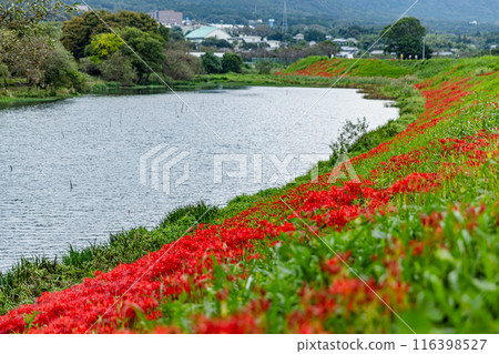 Cluster amaryllis on the Tsuyagawa River in Gifu Prefecture Cluster amaryllis on the Tsuyagawa River in Gifu Prefecture 116398527