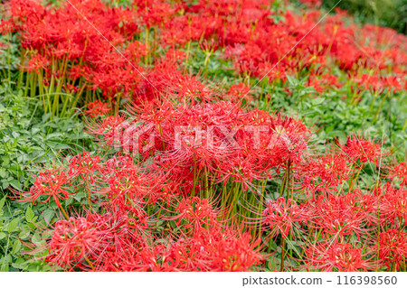 Cluster amaryllis on the Tsuyagawa River in Gifu Prefecture Cluster amaryllis on the Tsuyagawa River in Gifu Prefecture 116398560