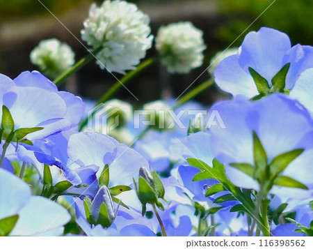 粉蝶和三葉草 粉蝶和三葉草 116398562