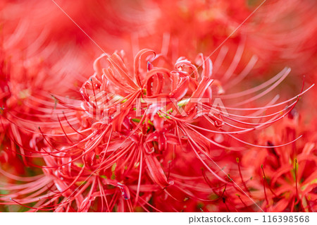 岐阜縣津谷川上的叢生孤挺花 116398568